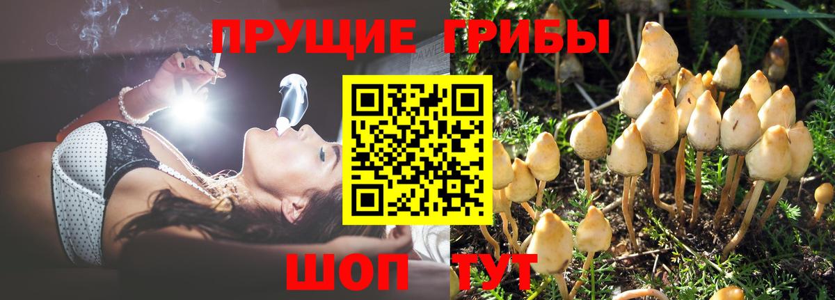 Галлюциногенные грибы Psilocybe Кисловодск
